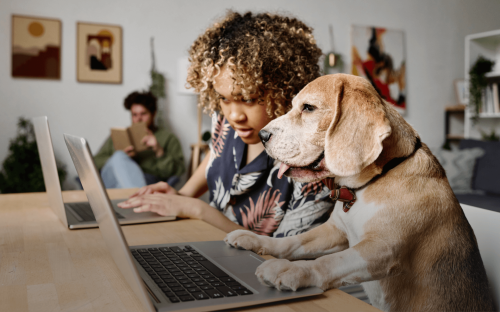 Eine Frau sitzt am Wohnzimmertisch und vor ihr steht ein Laptop. Sie schaut interessiert was ihr Hund der ebenfalls am Wohnzimmertisch mit einem Laptop sitzt in den Laptop eingibt.